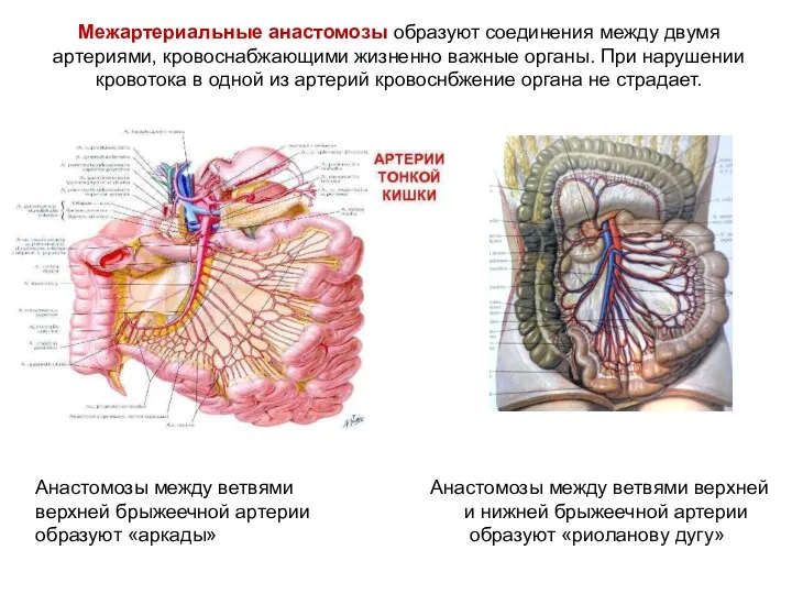 Анастомозы между ветвями Анастомозы между ветвями верхней верхней брыжеечной артерии и нижней