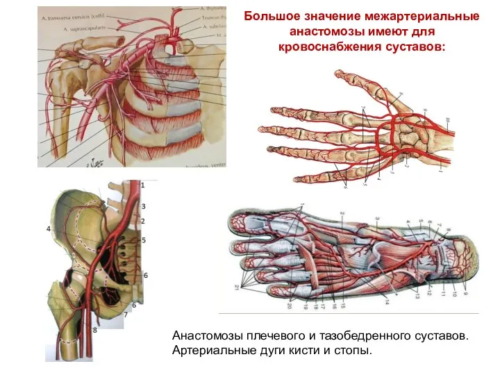 Большое значение межартериальные анастомозы имеют для кровоснабжения суставов: Анастомозы плечевого и тазобедренного