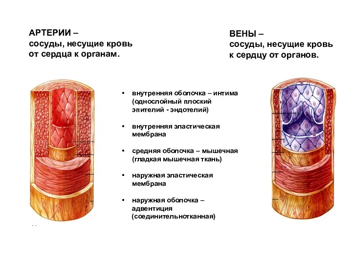 внутренняя оболочка – интима (однослойный плоский эпителий - эндотелий) внутренняя эластическая мембрана