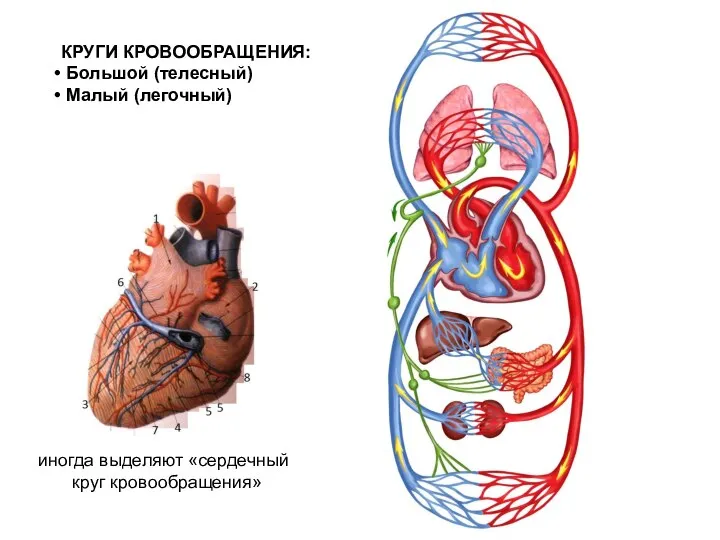 КРУГИ КРОВООБРАЩЕНИЯ: Большой (телесный) Малый (легочный) иногда выделяют «сердечный круг кровообращения»