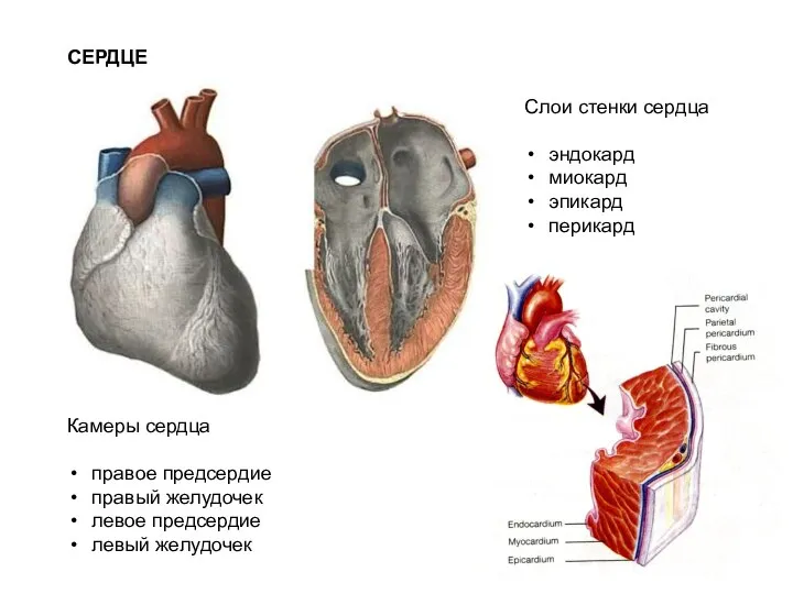 СЕРДЦЕ Камеры сердца правое предсердие правый желудочек левое предсердие левый желудочек Слои