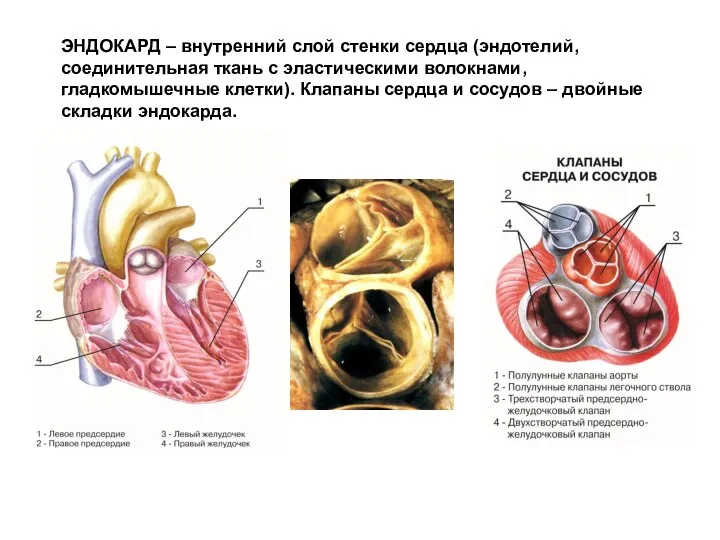 ЭНДОКАРД – внутренний слой стенки сердца (эндотелий, соединительная ткань с эластическими волокнами,