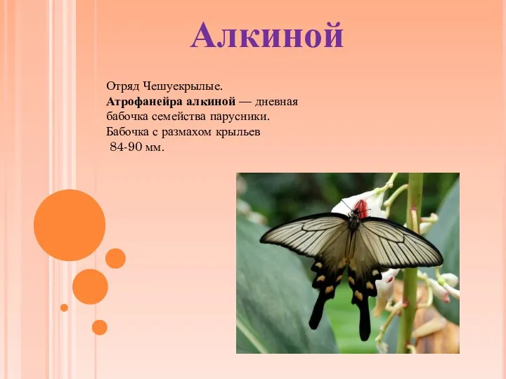 Алкиной Отряд Чешуекрылые. Атрофанейра алкиной — дневная бабочка семейства парусники. Бабочка с размахом крыльев 84-90 мм.