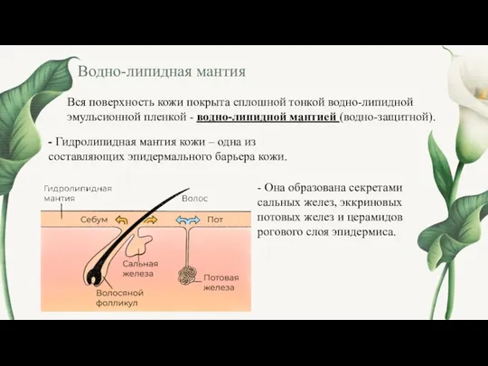 Водно-липидная мантия Вся поверхность кожи покрыта сплошной тонкой водно-липидной эмульсионной пленкой -