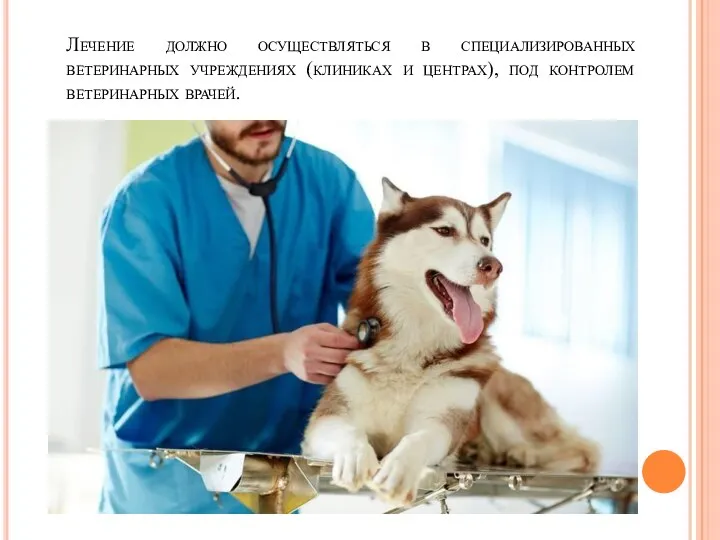 Лечение должно осуществляться в специализированных ветеринарных учреждениях (клиниках и центрах), под контролем ветеринарных врачей.