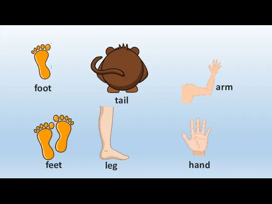 foot feet tail leg hand arm