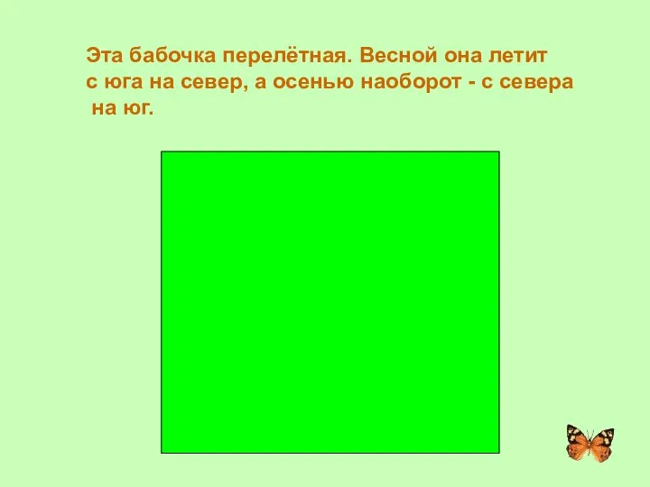 АДМИРАЛ Эта бабочка перелётная. Весной она летит с юга на север, а