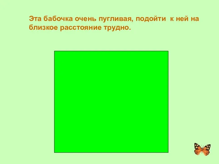 Эта бабочка очень пугливая, подойти к ней на близкое расстояние трудно. ТРАУРНИЦА