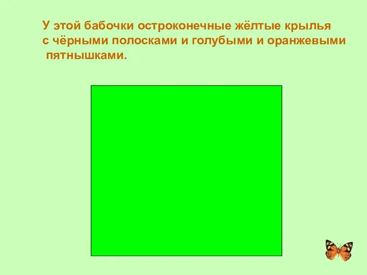 У этой бабочки остроконечные жёлтые крылья с чёрными полосками и голубыми и оранжевыми пятнышками. МАХАОН