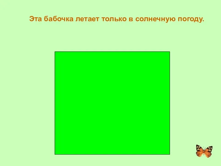 Эта бабочка летает только в солнечную погоду. АПОЛЛОН