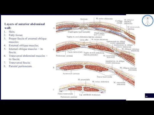 Layers of anterior abdominal wall: Skin; Fatty tissue; Proper fascia of external