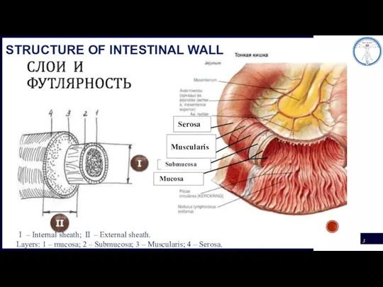 Ⅰ – Internal sheath; Ⅱ – External sheath. Layers: 1 – mucosa;