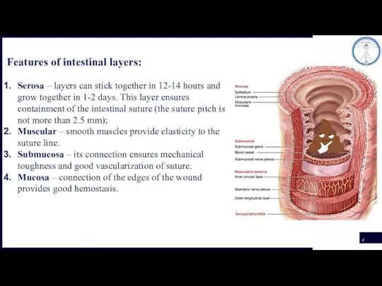 Features of intestinal layers: Serosa – layers can stick together in 12-14