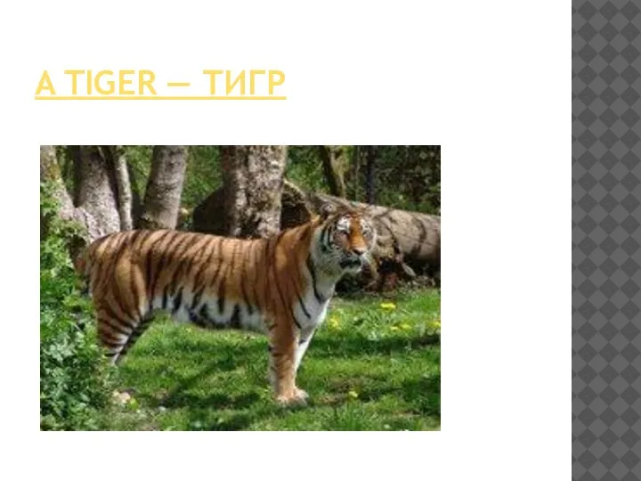 A TIGER — ТИГР