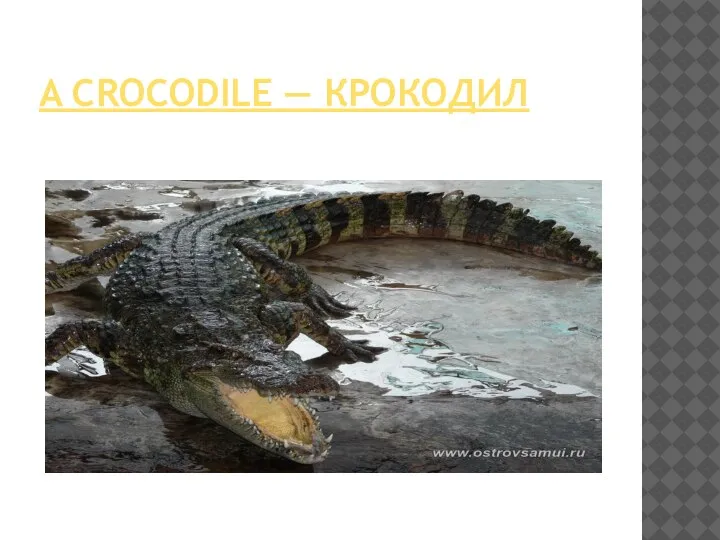 A CROCODILE — КРОКОДИЛ