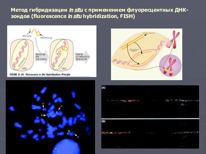 Метод гибридизации in situ с применением флуоресцентных ДНК-зондов (fluorescence in situ hybridization, FISH)