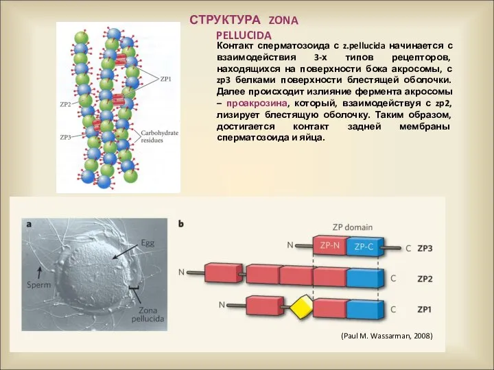 (Paul M. Wassarman, 2008) Контакт сперматозоида с z.pellucida начинается с взаимодействия 3-х