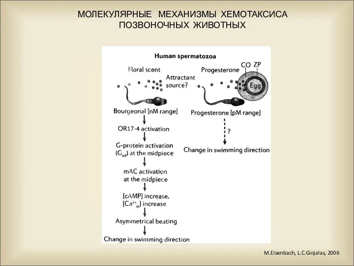 M.Eisenbach, L.C.Giojalas, 2006 МОЛЕКУЛЯРНЫЕ МЕХАНИЗМЫ ХЕМОТАКСИСА ПОЗВОНОЧНЫХ ЖИВОТНЫХ