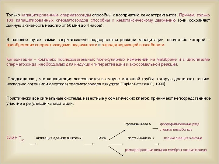 Только капацитированные сперматозоиды способны к восприятию хемоаттрактантов. Причем, только 10% капацитированных сперматозоидов