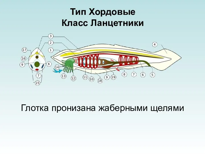 Тип Хордовые Класс Ланцетники Глотка пронизана жаберными щелями