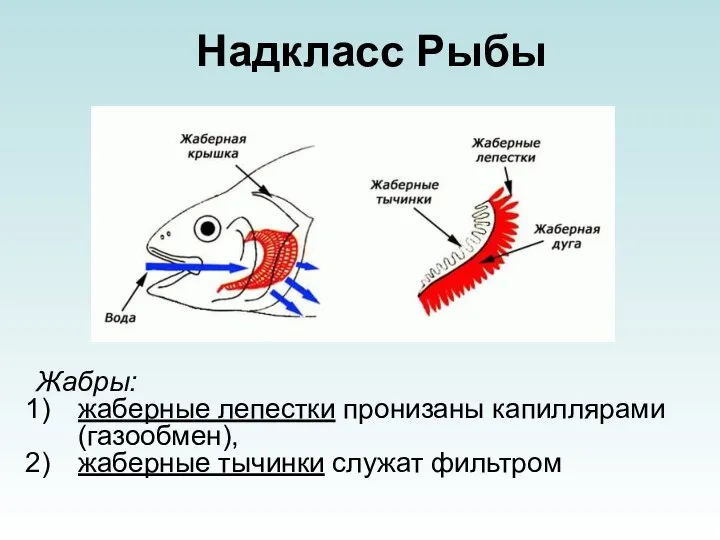 Надкласс Рыбы Жабры: жаберные лепестки пронизаны капиллярами (газообмен), жаберные тычинки служат фильтром