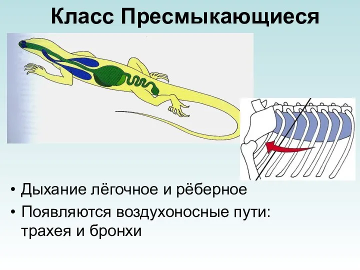 Класс Пресмыкающиеся Дыхание лёгочное и рёберное Появляются воздухоносные пути: трахея и бронхи