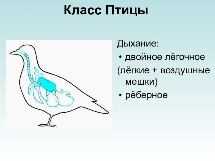 Класс Птицы Дыхание: двойное лёгочное (лёгкие + воздушные мешки) рёберное