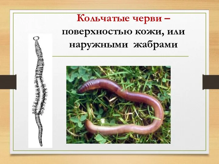 Кольчатые черви – поверхностью кожи, или наружными жабрами