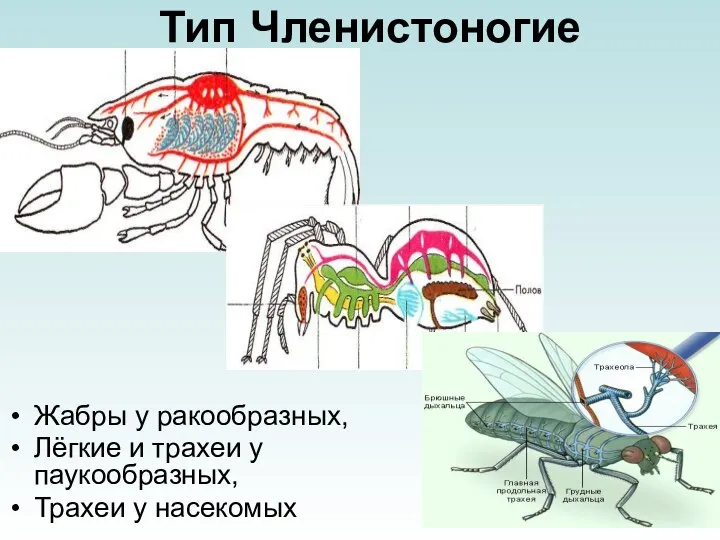 Тип Членистоногие Жабры у ракообразных, Лёгкие и трахеи у паукообразных, Трахеи у насекомых