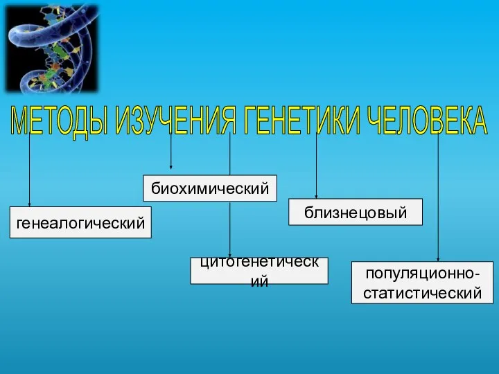 МЕТОДЫ ИЗУЧЕНИЯ ГЕНЕТИКИ ЧЕЛОВЕКА генеалогический биохимический цитогенетический близнецовый популяционно- статистический