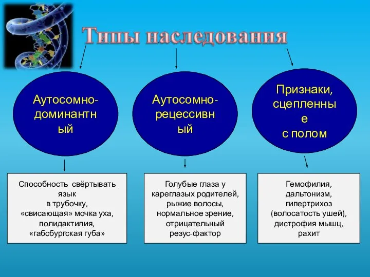 Аутосомно- доминантный Аутосомно- рецессивный Признаки, сцепленные с полом Способность свёртывать язык в