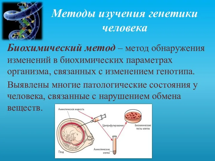 Методы изучения генетики человека Биохимический метод – метод обнаружения изменений в биохимических