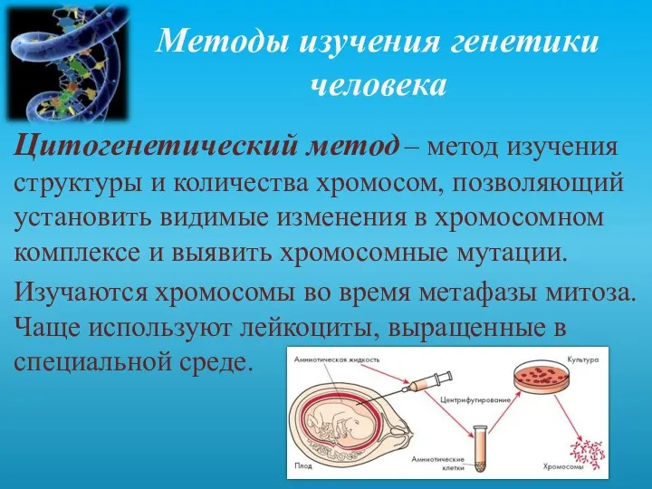 Методы изучения генетики человека Цитогенетический метод – метод изучения структуры и количества