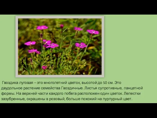 Гвоздика луговая – это многолетний цветок, высотой до 50 см. Это двудольное