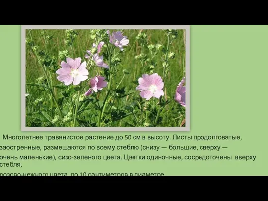 Многолетнее травянистое растение до 50 см в высоту. Листы продолговатые, заостренные, размещаются