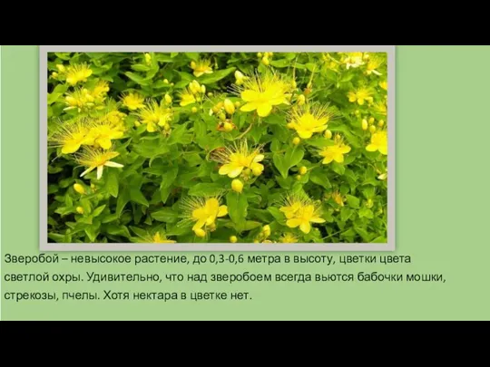 Зверобой – невысокое растение, до 0,3-0,6 метра в высоту, цветки цвета светлой