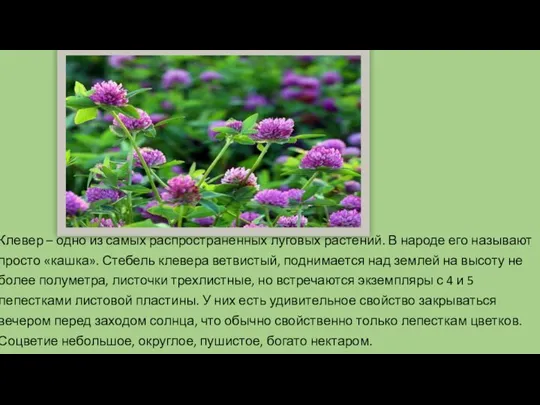 Клевер – одно из самых распространенных луговых растений. В народе его называют