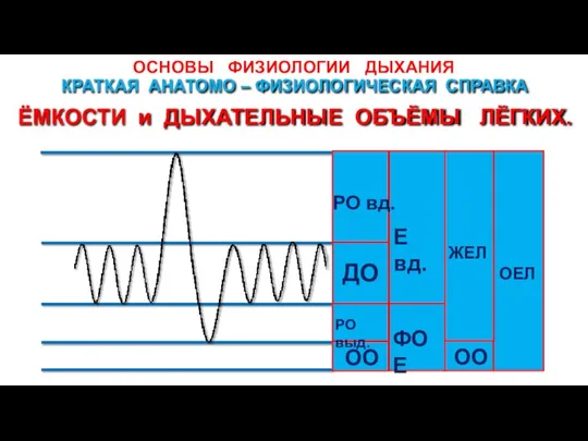 ОСНОВЫ ФИЗИОЛОГИИ ДЫХАНИЯ ЁМКОСТИ и ДЫХАТЕЛЬНЫЕ ОБЪЁМЫ ЛЁГКИХ. КРАТКАЯ АНАТОМО – ФИЗИОЛОГИЧЕСКАЯ