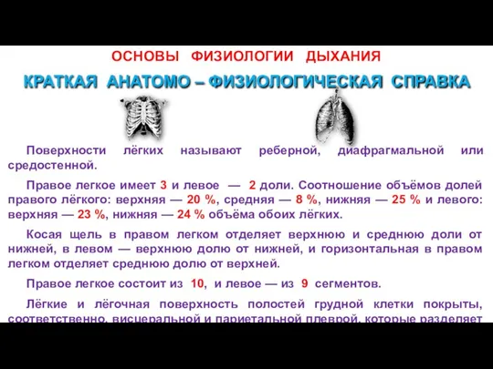 ОСНОВЫ ФИЗИОЛОГИИ ДЫХАНИЯ КРАТКАЯ АНАТОМО – ФИЗИОЛОГИЧЕСКАЯ СПРАВКА Поверхности лёгких называют реберной,