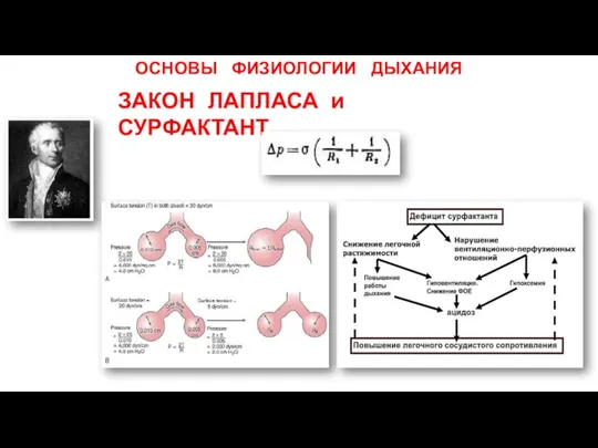 ОСНОВЫ ФИЗИОЛОГИИ ДЫХАНИЯ ЗАКОН ЛАПЛАСА и СУРФАКТАНТ