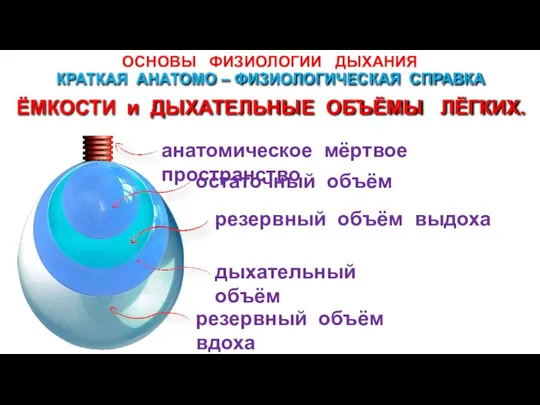 ОСНОВЫ ФИЗИОЛОГИИ ДЫХАНИЯ остаточный объём анатомическое мёртвое пространство резервный объём выдоха дыхательный