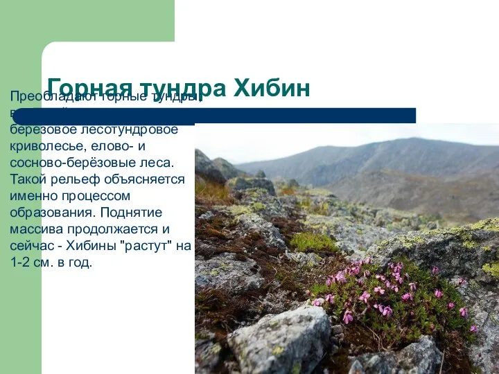 Горная тундра Хибин Преобладают горные тундры; в нижней части склонов - берёзовое