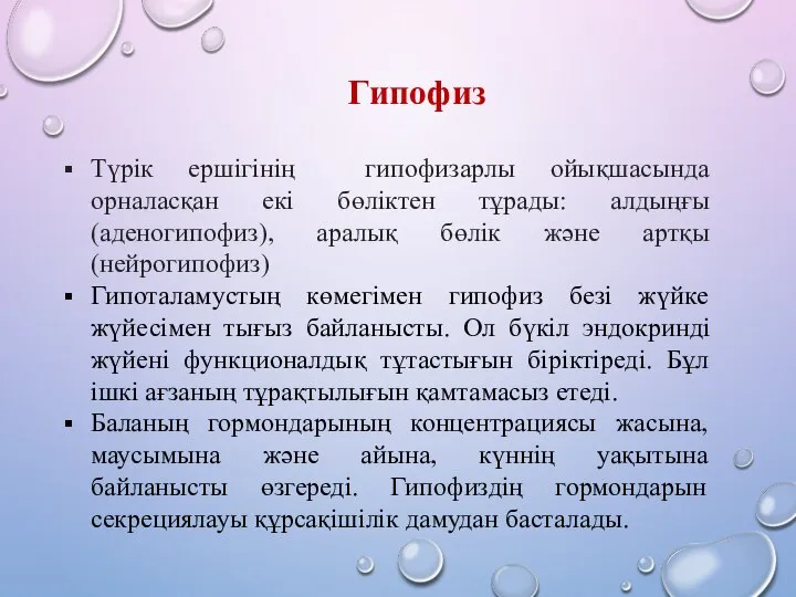 Түрік ершігінің гипофизарлы ойықшасында орналасқан екі бөліктен тұрады: алдыңғы (аденогипофиз), аралық бөлік