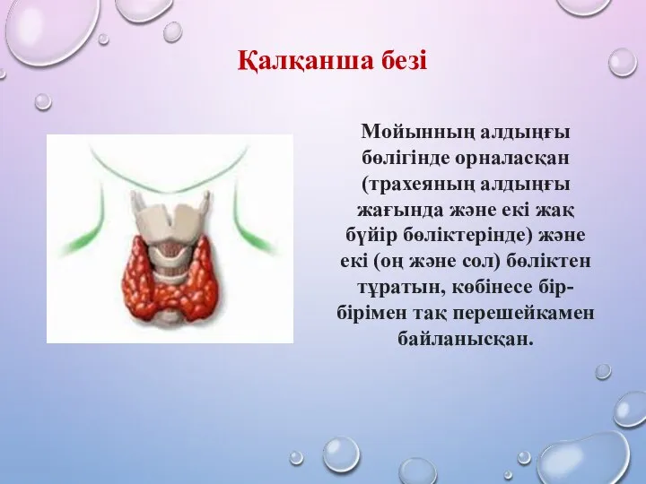 Қалқанша безі Мойынның алдыңғы бөлігінде орналасқан (трахеяның алдыңғы жағында және екі жақ