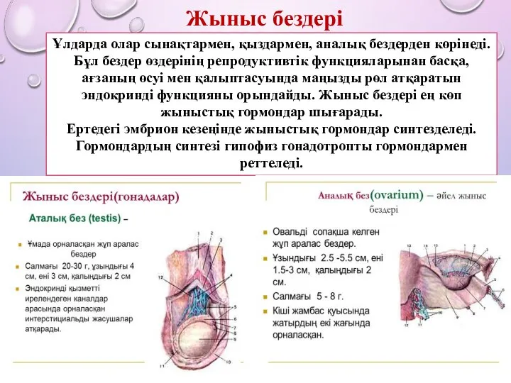 Ұлдарда олар сынақтармен, қыздармен, аналық бездерден көрінеді. Бұл бездер өздерінің репродуктивтік функцияларынан