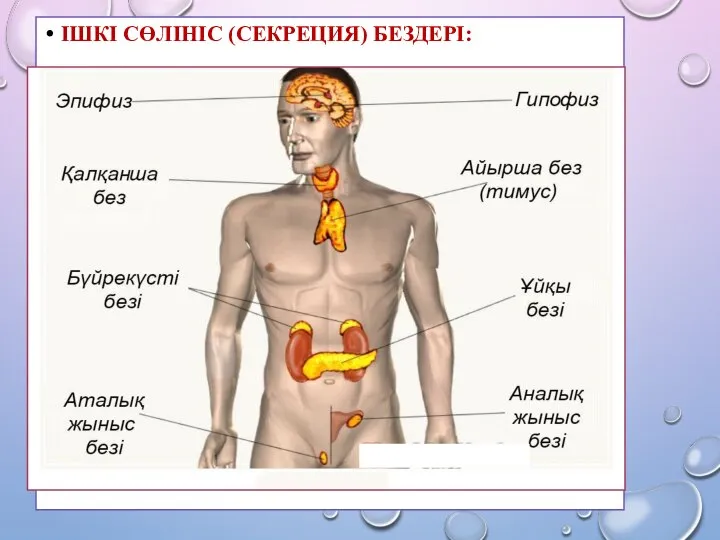 ІШКІ СӨЛІНІС (СЕКРЕЦИЯ) БЕЗДЕРІ: