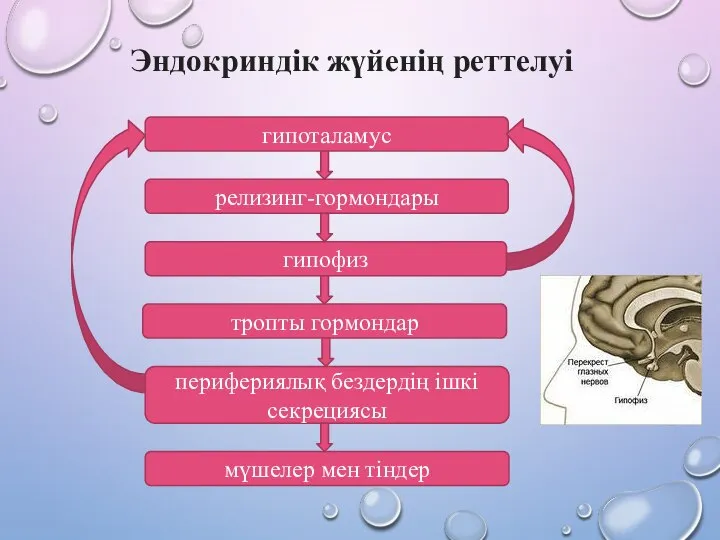 гипоталамус релизинг-гормондары гипофиз тропты гормондар перифериялық бездердің ішкі секрециясы мүшелер мен тіндер Эндокриндік жүйенің реттелуі