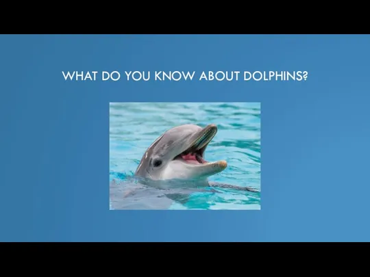 WHAT DO YOU KNOW ABOUT DOLPHINS?