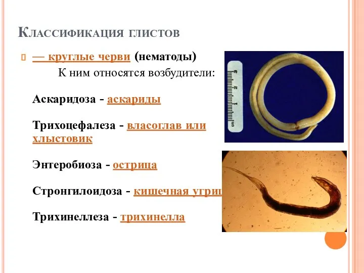 Классификация глистов — круглые черви (нематоды) К ним относятся возбудители: Аскаридоза -