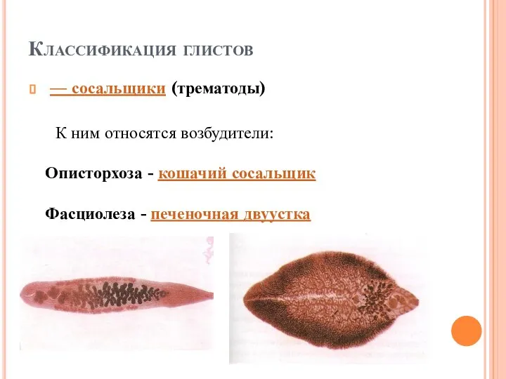 Классификация глистов — сосальщики (трематоды) К ним относятся возбудители: Описторхоза - кошачий